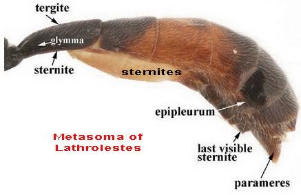 Lathrolestes sp.